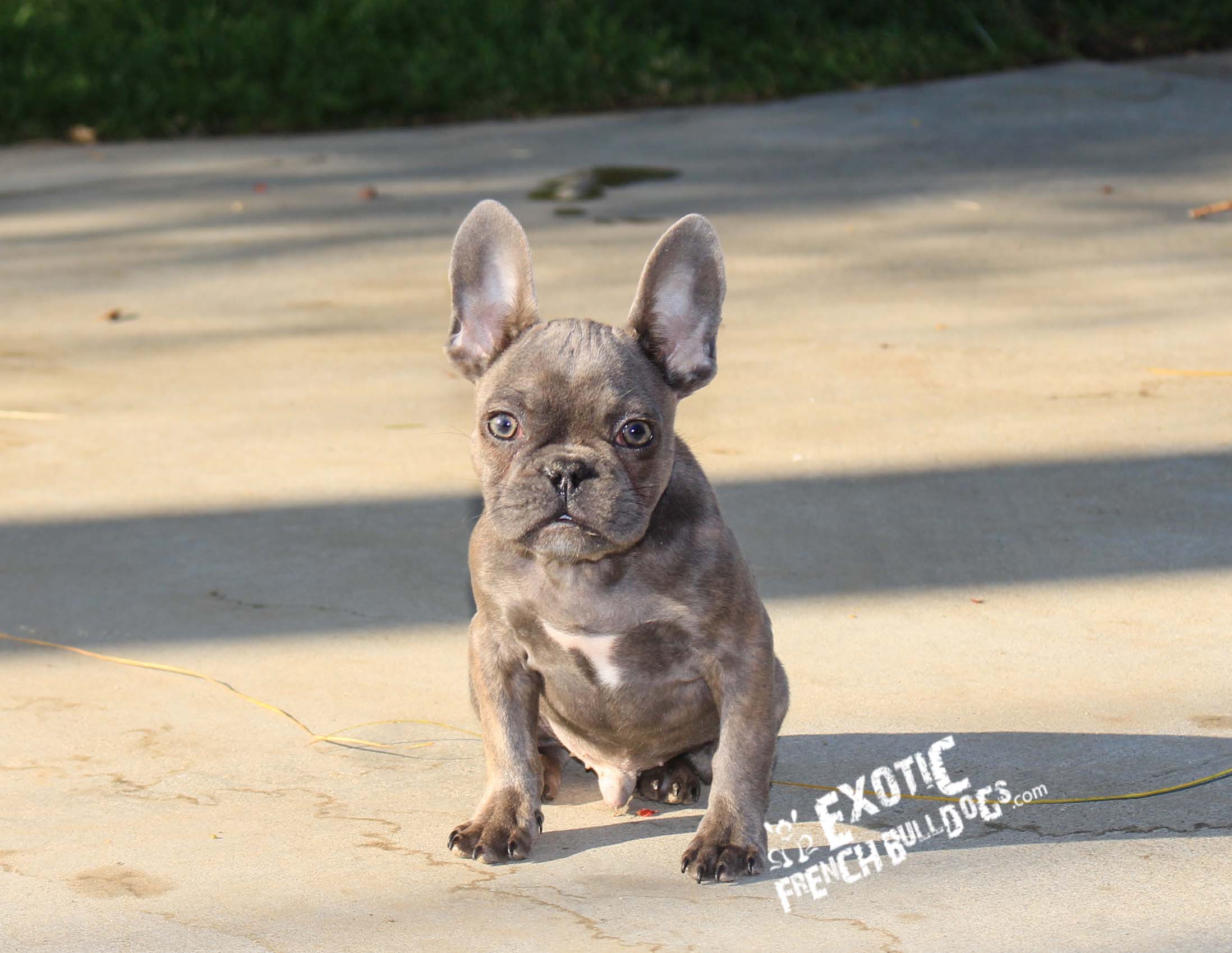 exotic french bulldog for sale