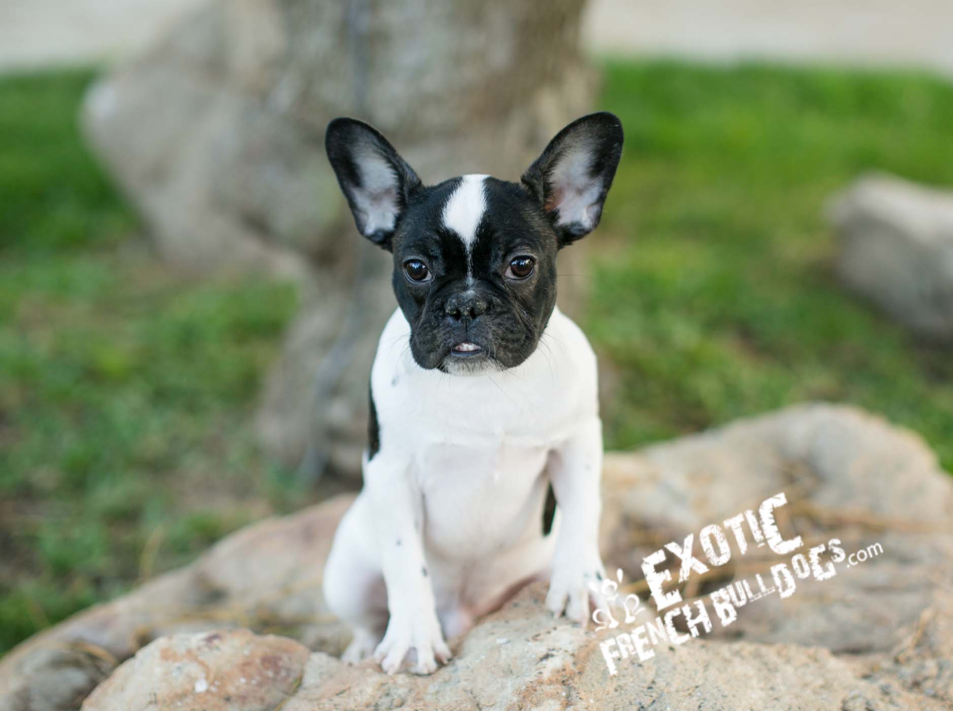 French Bulldog Puppy Exotic French Bulldogs