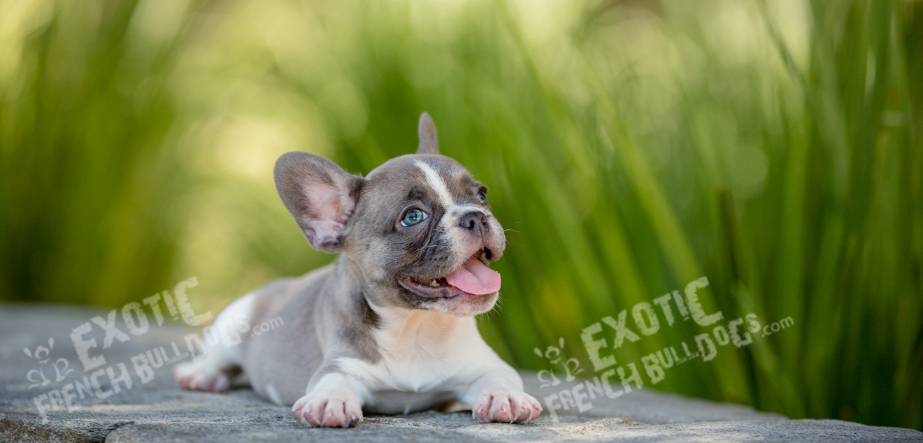 Exotic French Bulldogs
