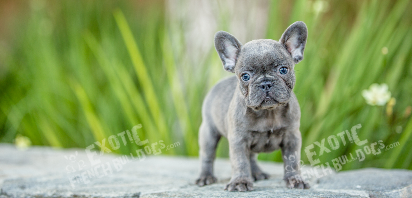 Exotic French Bulldogs - Exotic French 