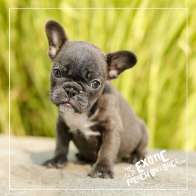 Available French Bulldogs for Sale - Exotic French Bulldogs