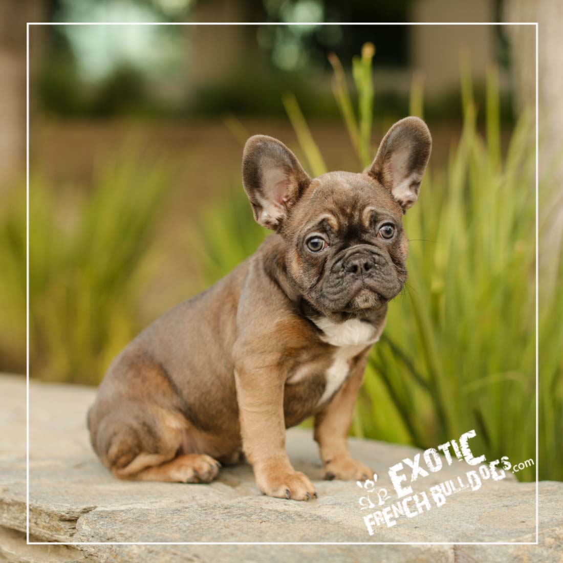 Available French Bulldogs for Sale Exotic French Bulldogs