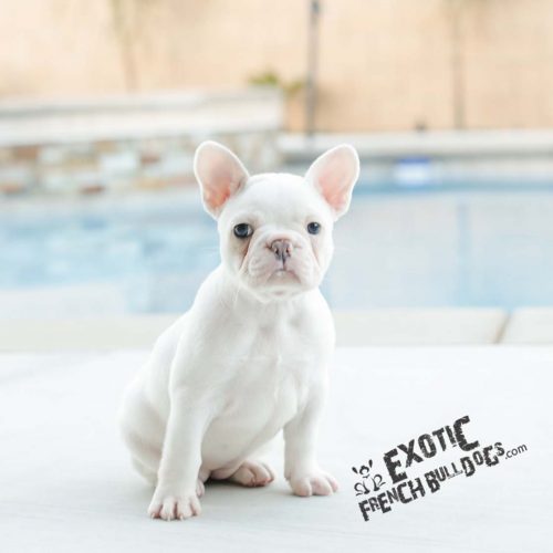 Blue French Bulldog Puppy For Sale- French Bulldog California