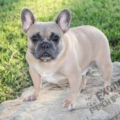 Blue french bulldog