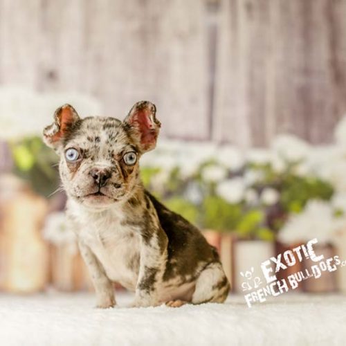 lilac_merle_aexel3