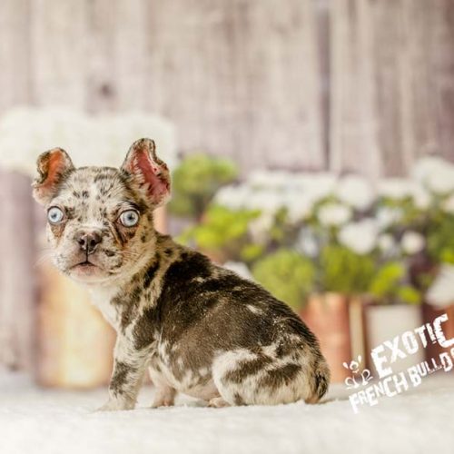 lilac_merle_aexel4