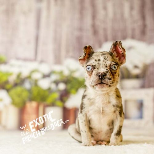 lilac_merle_aexel6
